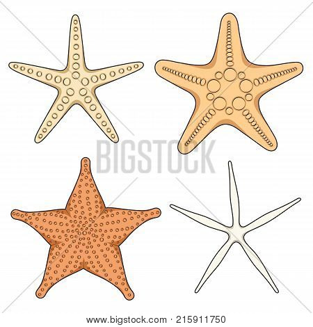 Set of graphic color images of starfish. Isolated vector objects on white background.