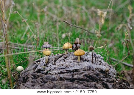 Little mushrooms on a background of green grass group grow on manure fertilized area of the field.