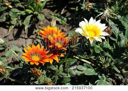 Close view of reddish orange and white flowers of gazania
