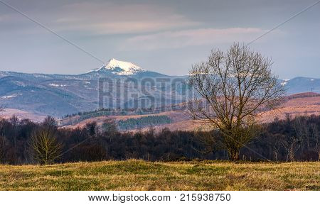 leafless trees on grassy hillside in mountains in springtime. spectacular snowy peak of mountain Pikui of Carpathian Bieszczady Wschodnie ridge in the distance