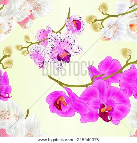Seamless texture branches varius orchids flowers purple white Phalaenopsis tropical plants vintage vector botanical illustration editable hand draw