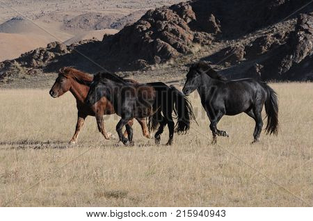 Mongolian horse rider the snowy mountains in the winter of mongolia during the golden eagle festival