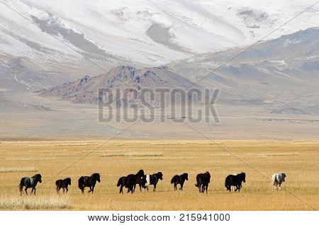Mongolian horse rider the snowy mountains in the winter of mongolia during the golden eagle festival