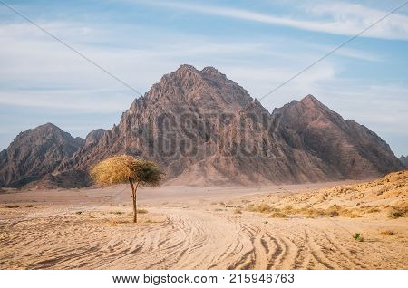 Tree in Sinai desert with rocky hills and mountains against sunset sky Egypt. Life in desert concept