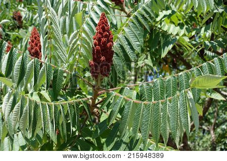 Maroon fruits of Rhus typhina among green leaves