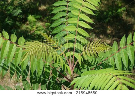 Young pinnately compound leaves of Rhus typhina