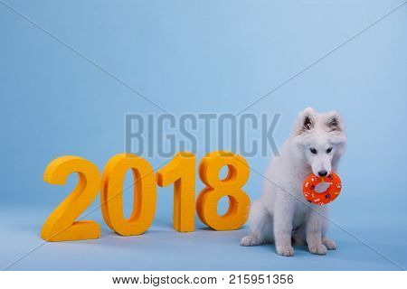 A cute and playful puppy of Samoyed breed, sitting and holding a toy in his teeth. On a blue background with orange number 2018.