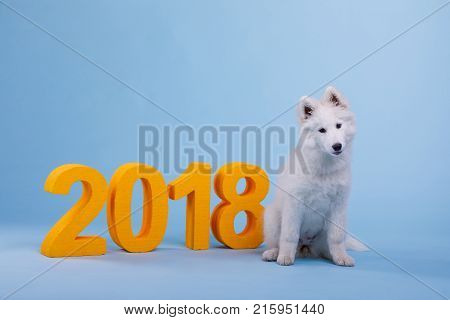 A cute little Samoyed puppy with a white fluffy coat, sits on a blue background with orange number 2018.