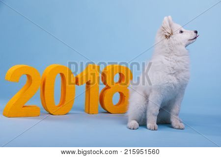 A cute little furry puppy of the Samoyed breed, sits and looks to the side showing the tongue. On a blue background with an orange inscription 2018.
