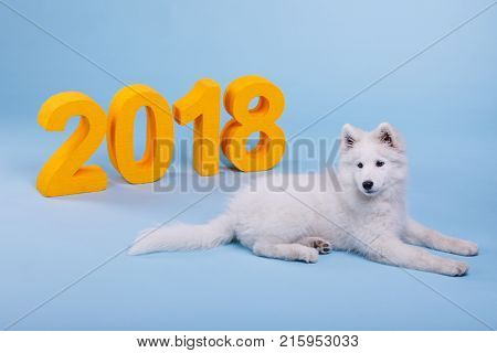 Purebred little white fluffy puppy lies on a blue background next to the large numeric 2018. The symbol of the new year.