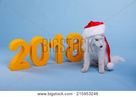 A funny puppy of the Samoyed breed sits in a red Santa hat and looks down. On a blue background next to the big orange numeric 2018. The symbol of the new year.