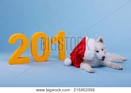 A funny little puppy of a white-colored Samoyed dog lies on the floor in a red Santa hat. On a blue background next to the big orange numeric 2018. The symbol of the new year.