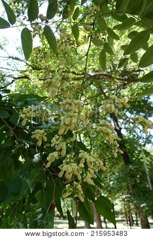 Flowering branch of Japanese pagoda tree in summer