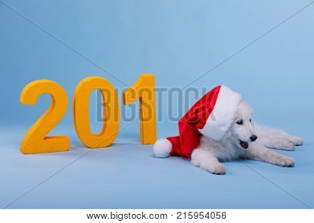 A pedigree puppy Samoyed is wearing Santa's red Christmas hat with fur and a pompon lying on the floor next to a large orange numeric. On a blue background. Symbol of the new year.