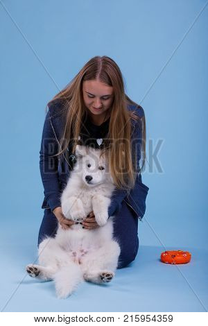 Young brunette girl with long hair is holding and playing with a little white fluffy Samoyed puppy. On a blue background.