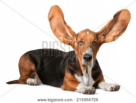 Dog hound basset basset hound background small isolated