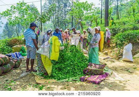 Tea Pickers In Ella