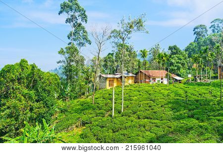 The tea plantation and village houses of Demdara the small town in highland region located next to Ella Sri Lanka.