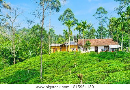 The agricultural lands of Demodara are covered with tea plants neighboring with palms eucalyptus and acacia trees Ella Sri Lanka.