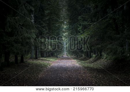 Dark terrible forest with path in the middle. Huge trees in night. Lost in forest background