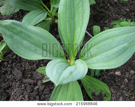 Yellow gentian plant in a little garden