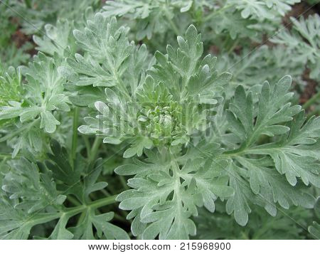 Artemisia absinthium plant in a little garden
