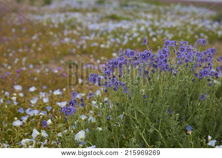 Flowers in the Atacama Desert after unusual rain in the Atacama Desert near Copiapo, in northern Chile.