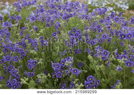 Flowers in the Atacama Desert after unusual rain in the Atacama Desert near Copiapo, in northern Chile.