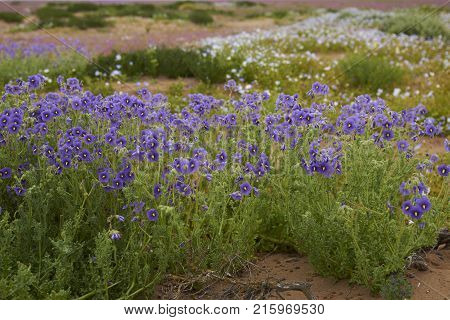 Flowers in the Atacama Desert after unusual rain in the Atacama Desert near Copiapo, in northern Chile.