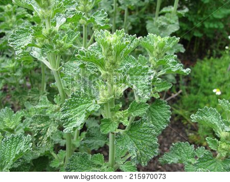Green marrubium vulgare plant in a garden