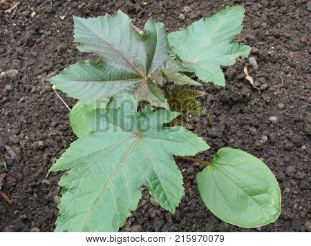 Little ricinus communis plant in a garden