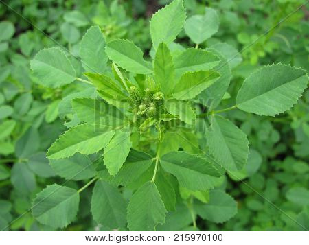 Green melilotus officinalis plant in a garden