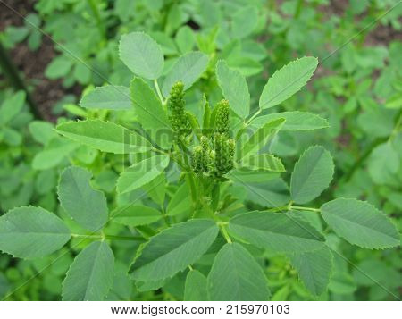 Green melilotus officinalis plant in a garden
