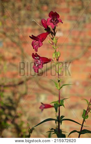 Penstemon Rich Ruby
