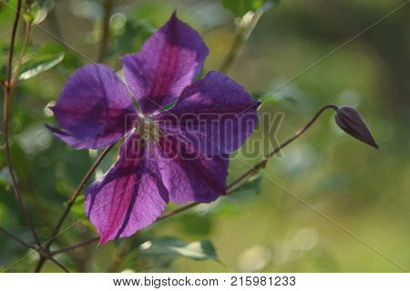 beautiful violet flower on nature nice background