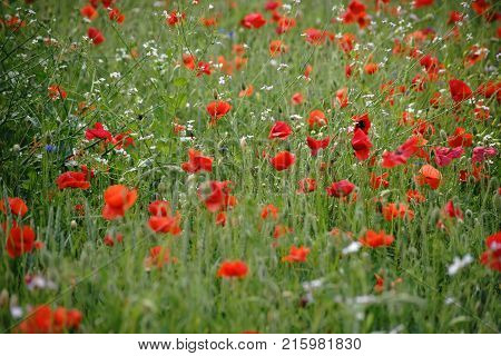 A flower meadow on a meadow fence with cornflowers and poppies.