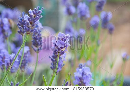 Beatiful Lavender Flowers In Garden Summer Nature