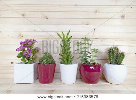 Beatiful Lavender Flowers In Garden Summer Nature