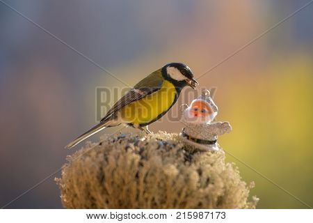 Titmouse and Santa sitting on the feeder on colorful blurred background. The bird holds the seed in its beak. Selective focus. Beautiful bright picture with a bird. Christmas card. Studio photography