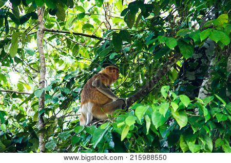 Proboscis monkey or long nosed monkey (Nasalis larvatus) sit on the tree in the jungles of Borneo. Malaysia.