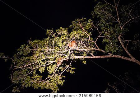 Proboscis monkey or long nosed monkey (Nasalis larvatus) sleep at night on a tree in the jungles of Borneo. Malaysia.