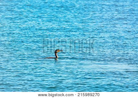 Double-crested Cormorant (phalacrocorax Auritus)