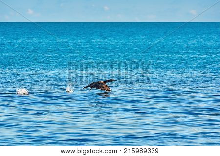 Double-crested Cormorant (phalacrocorax Auritus)