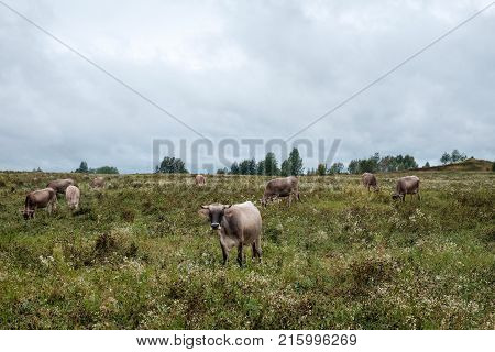 Cows Grazing On The Field