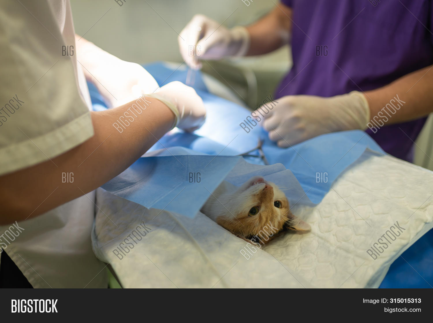 Vet Doing Operation Image & Photo (Free Trial) Bigstock