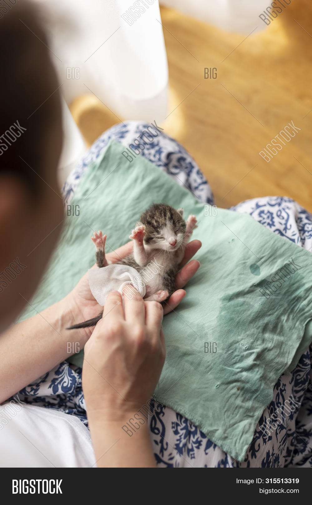 Массаж кошке. Непрямой массаж сердца собаке. Массаж кошке. Массаж животика котенку. Как делать искусственное дыхание кошке.