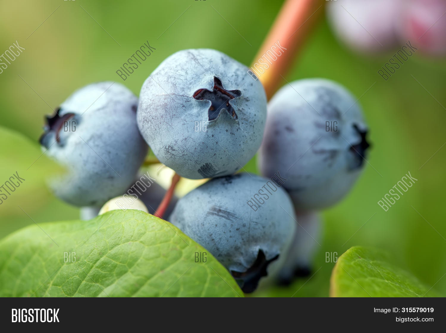 Фото лохини. Голубика сорт дюк. Голубика сорт блюкроп. Голубика легаси. Голубика садовая bluecrop.