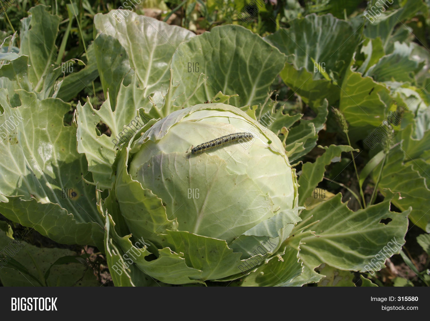 Worm On Cabbage Image & Photo (Free Trial) Bigstock