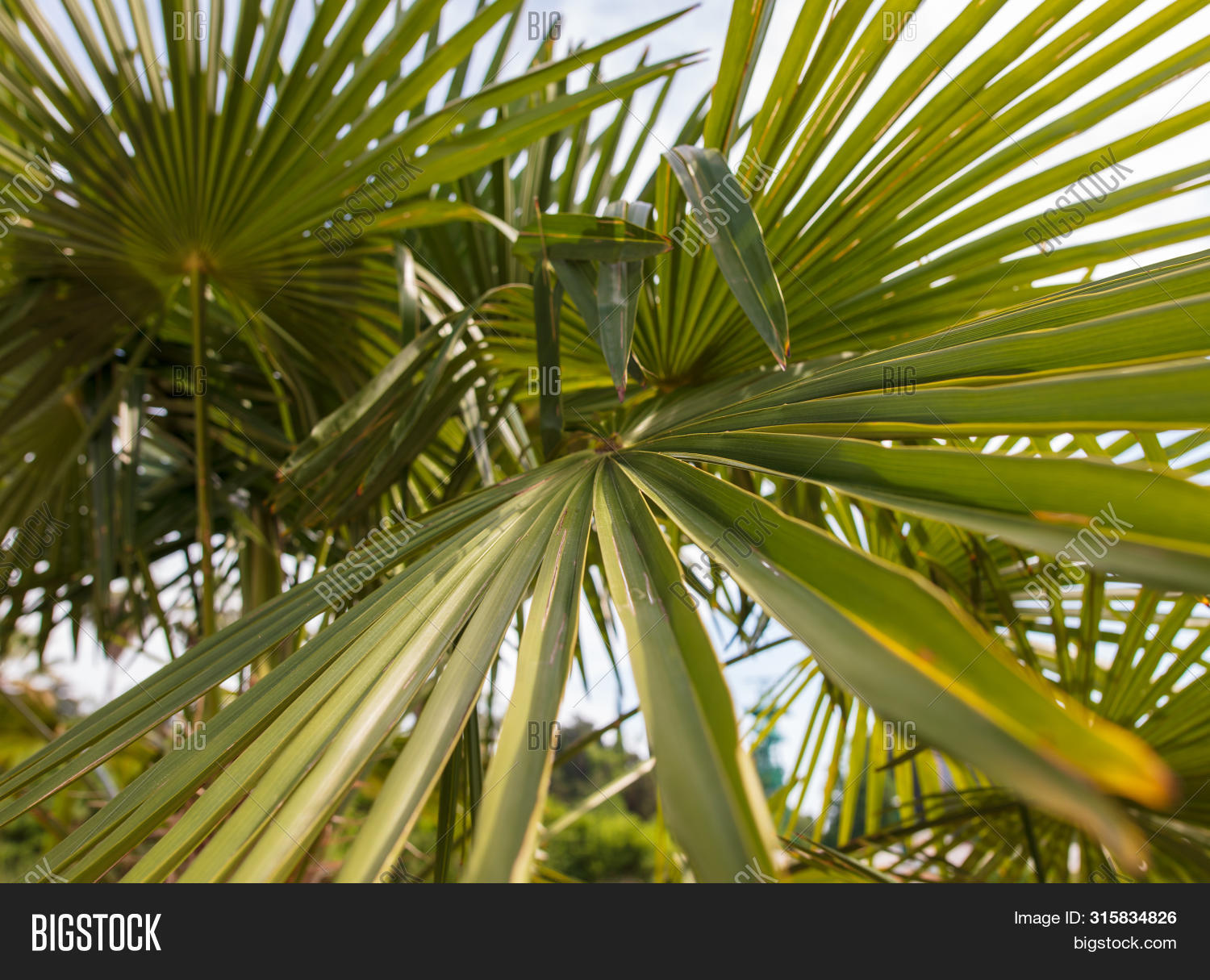 Branches Palm Trees Image & Photo (Free Trial) Bigstock