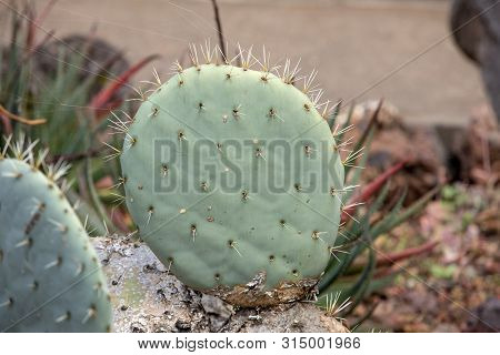 Opuntia Vulgaris Is A Species Of Cactus That Has Long Been A Domesticated Crop Plant Important In Ag